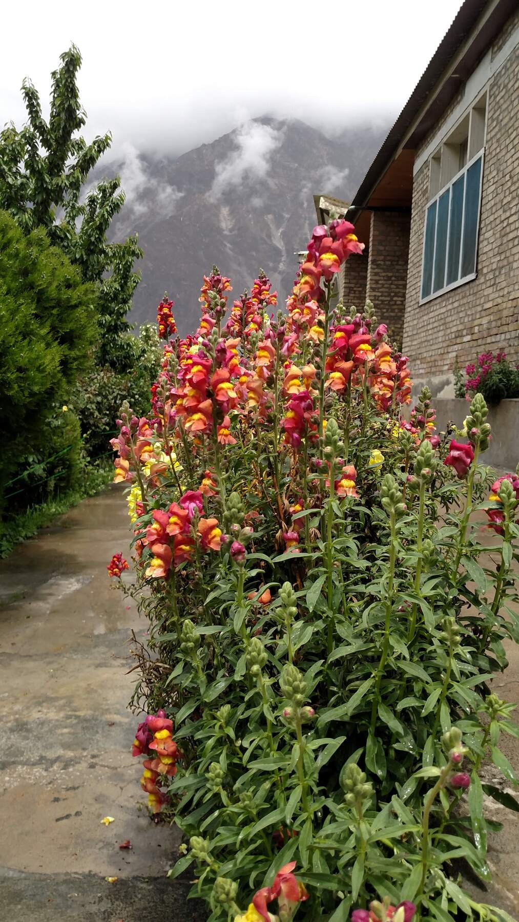 Day 9, morning: low cloud and wet flowers.