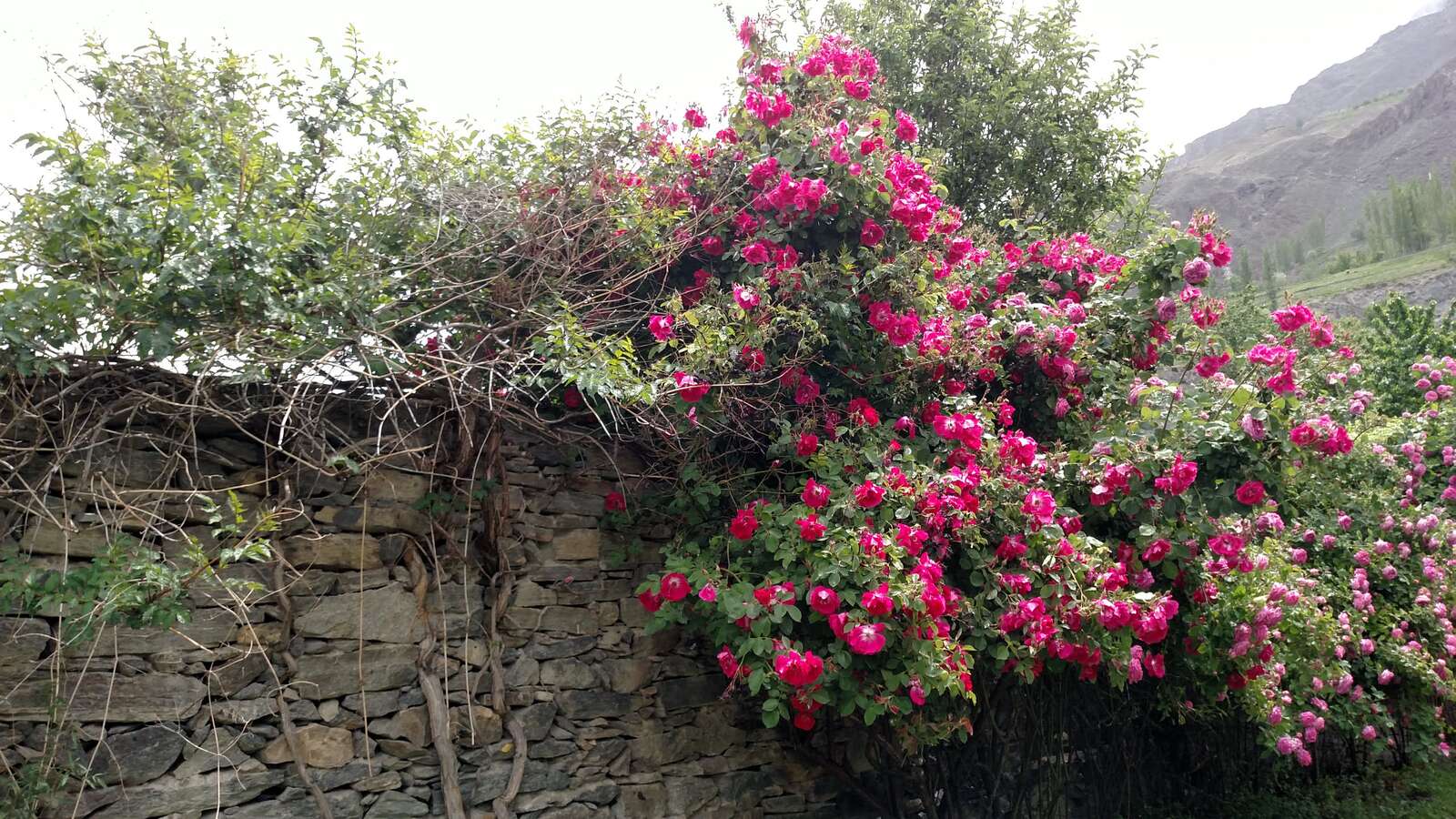 Day 9, morning: low cloud and wet flowers.