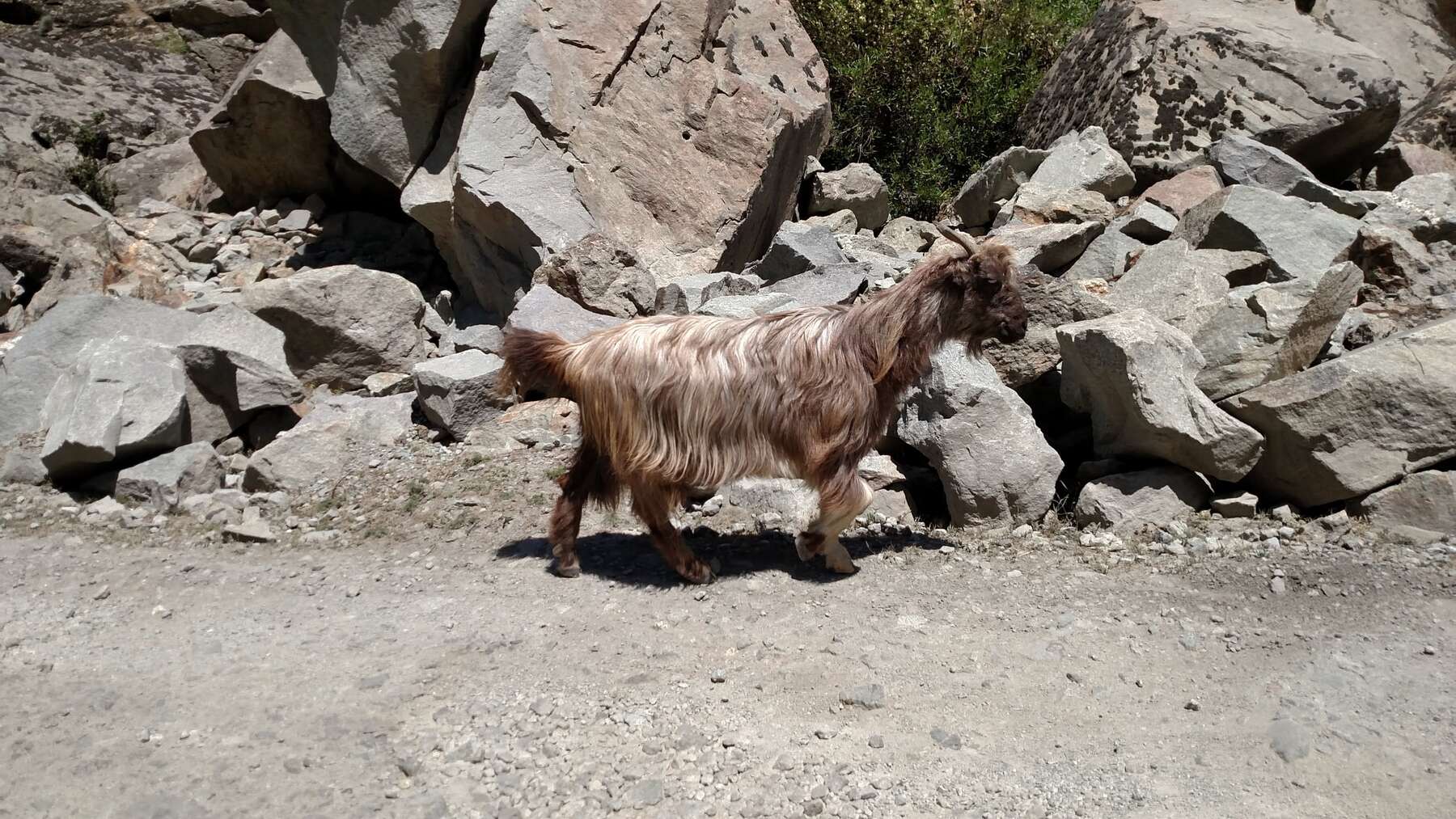 A goat, on the road, with right of way.