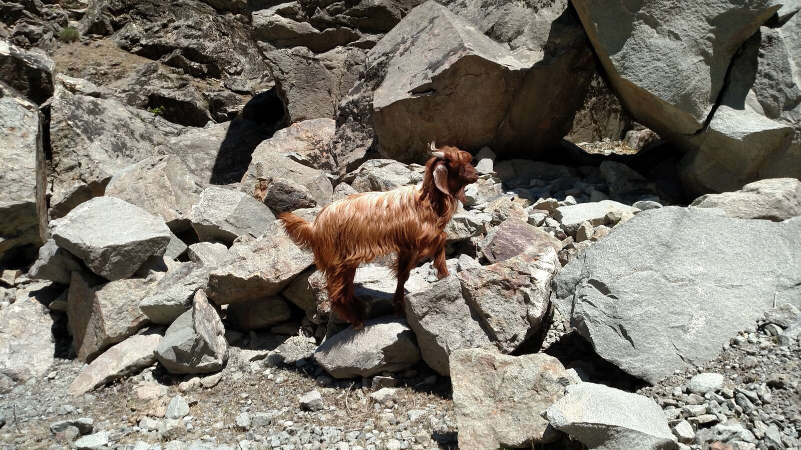 A goat, on the road, with right of way.