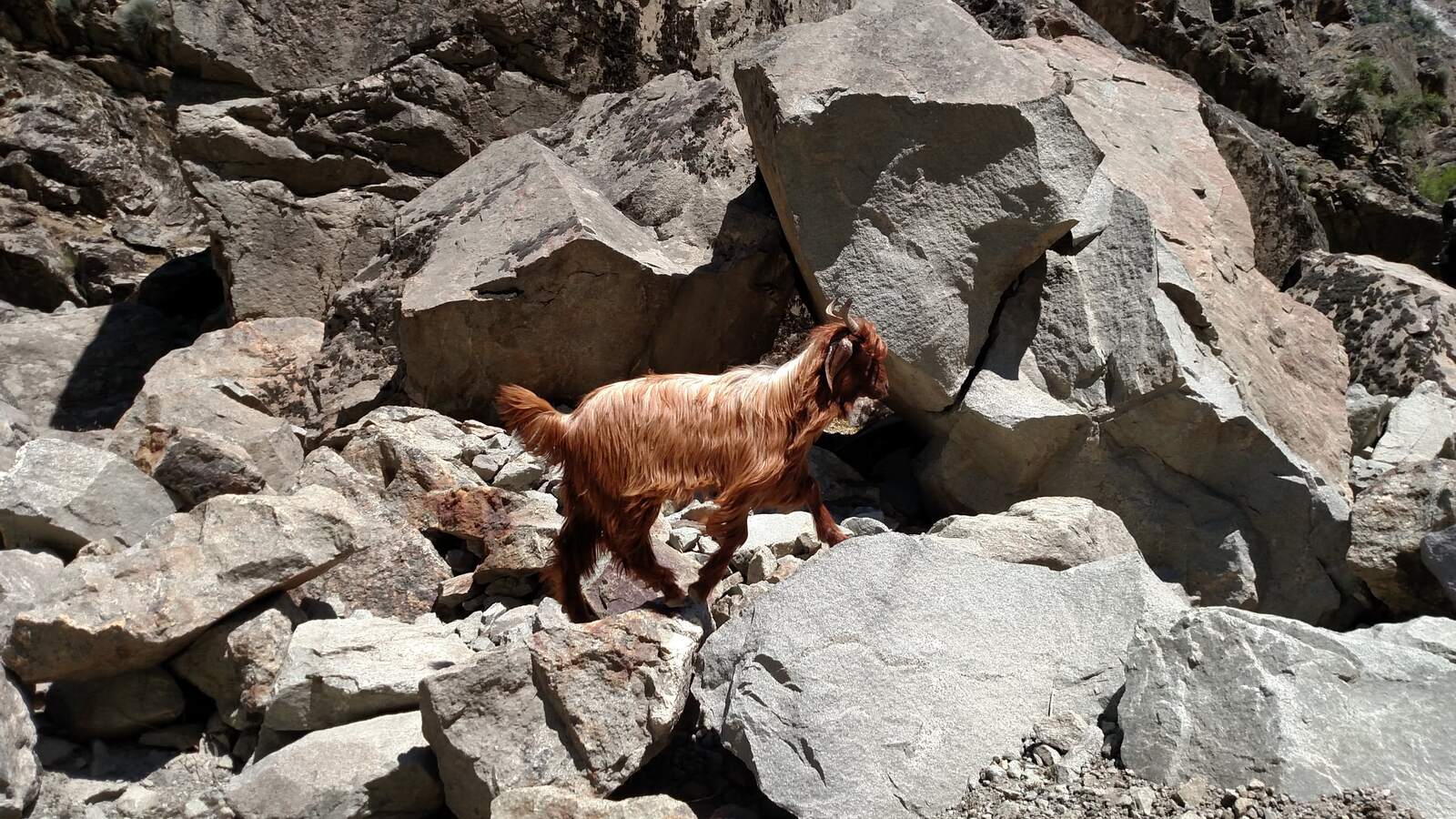 A goat, on the road, with right of way.